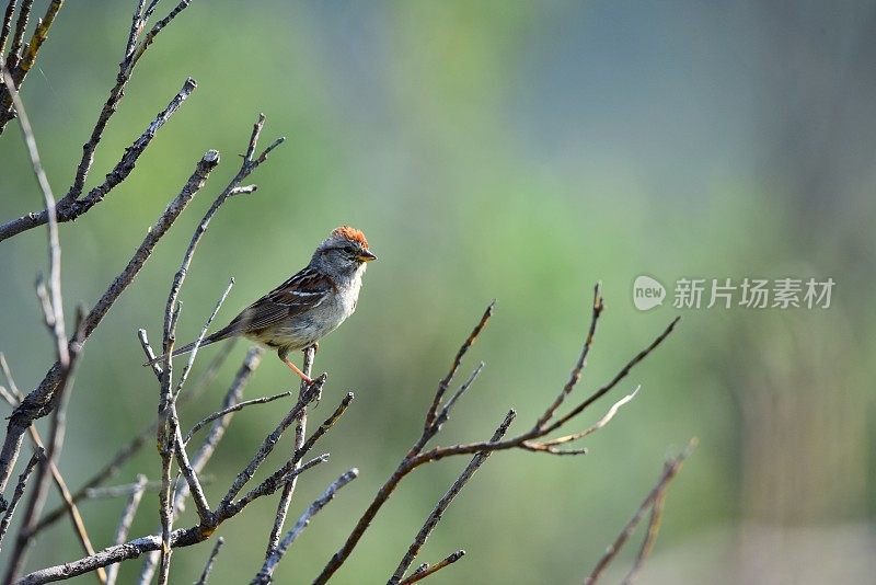 萨维奇河的Common Redpoll